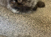 Registered pedigree Persian