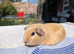 Purebred golden guinea pigs