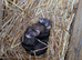 Ferrets for sale