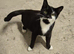 2 boy kittens looking for a loving home
