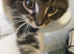 Male kitten