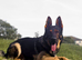 Exceptional Homebred Ex-Police Working Male - Special Placement Required