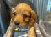 F1 cockapoo ready 16 July