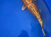 Koi carp, 50cm Doitsu ogon