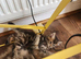 Female ginger/silver tabby