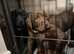 Protect Your Pet with Microchipping - Just &pound;7.50