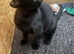 2 cats needing new homes