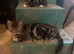Beautiful kittens for sale