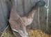 Pair of khaki Campbell ducks