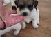 Jack russell terrier