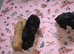 Cavapoo
