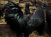 Ayam cemani fertile eggs