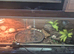 Leopard gecko