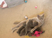 5 Chunky British shorthair girls