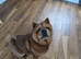 Shot hair Chow chow