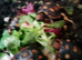 4x baby Red foot tortoises for sale - &pound;100 each