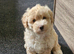 BEAUTIFUL TINY MALTIPOO GIRL