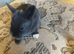 Mini Rex rabbits please read full add