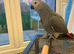 11 month African Grey