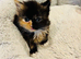 Half British short hair kittens