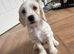 Puppies