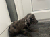 Cocker spaniel puppies