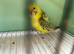 TCB hagoromo budgie