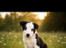 Beautiful border collie puppies