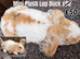 Young Mini Plysh Lops available. Hypoallergenic fur.
