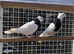 Iranian pigeon (toghi)