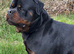 Champion KC registered puppies