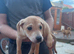 sharpei x Bedlington whippet