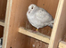 Pigeons for sale