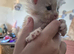 Baby Maine Coon Floofs