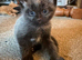 Beautiful part maincoon babies