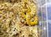 Madagascan Cat Eyed Snake (Gold Phase) at Birmingham Reptiles