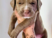 Presa Canario x bully/ staffing mix
