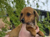 Miniature Dachshund x Pomeranian