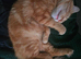 4 beautiful kittens