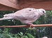 Barbary doves for sale