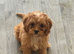 2 male F1 Cavapoos