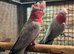 Pr galah cockatoos