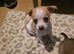 Teacup chihuahua