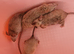 Male Mice