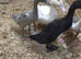 Trio of runner ducks & one aylesbury duck.