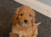 Cockapoo puppies..