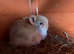 Mini lop x Netherland dwarf