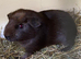 Baby Guinea pigs boars and 1 sow