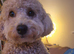 Gorgeous female cavapoo pup