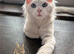Ready Now TICA Pedigree Blue Eyed Mainecoon Kitten